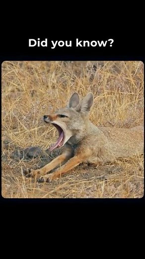 Bengal Fox Facts You Didn’t Know 🦊 | Amazing Wildlife of India #fyp