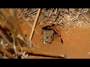Mouse control | Practical information for grain growers