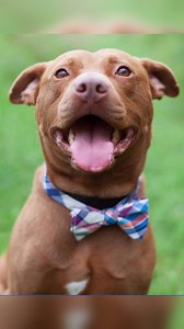 5.6M views · 87K reactions | Homeless dog finds his voice in new home  | Rocky Kanaka | Facebook