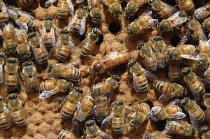 Queen Rearing Starter Kits for Beekeeping - BeeKeepClub