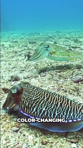 Top 10 Smartest Animals 8K VIDEO ULTRA HD #ANIMAL #8K