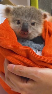The new funding will support koala rescue, rehabilitation and conservation at @sydney_uni’s School of Veterinary Science’s Camden campus 🐨 Orphaned female joey Macklin (Mack) was released back into the wild on Sunday 28 April, and is under observation. The new koala care centre will give more koalas like Mack the care they need. Learn more: https://tinyurl.com/24vytxsw #USYD #LeadershipForGood #Koala | Faculty of Science, University of Sydney