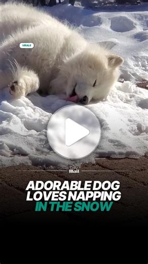 The perfect napping spot 😍 #dog #viral #animals | Daily Mail Entertainment