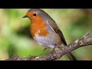 Chant du Rouge gorge au Printemps Erithacus rubecula - 2017