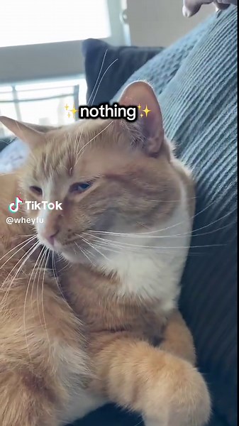 wheyfu (@wheyfu)’s videos with original sound - doms_glanza