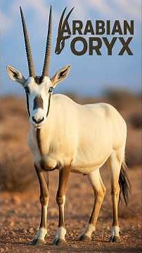 || Arabian Oryx Facts || They Can Go Months Without Water and Detect Rain from 50 Miles Away! ||