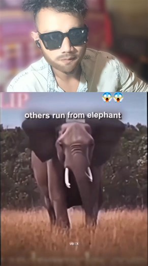 other's run from #elephant😱 angbw khara dabaidyao hwswbabw #hilight_post_followers_nonfollowers #rellsviralシ 📌📌📌📌 | B Razwan