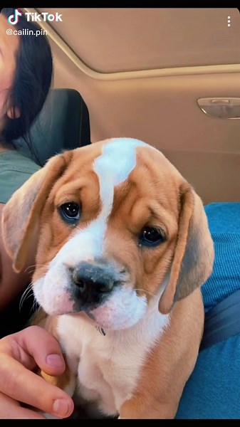 Beabull: The Perfect Mix of Bulldog and Beagle