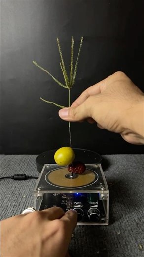 Tesla coil + dry jujube + fresh jujube + plant 🌱