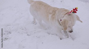A dog (Labrador) lies in the snow in winter and plays with a toy (ball). The dog drips snow with its paws. He wears a Christmas ornament on his head. slow motion video