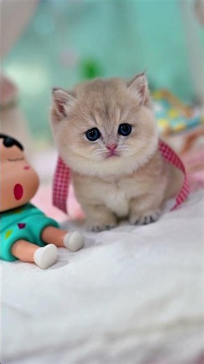 매일 심쿵하게 만드는 아기고양이 #먼치킨고양이 #먼치킨숏레그 #cat #아기고양이