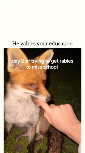 I think the fox was scared 😭✌🏾#joke #tiktokfyp #repost #animals