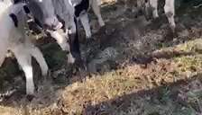 56 head picked from 113 (55 b&w 1 red) triangle 5, covexin 8, being fed 8 pounds grain, silage, hay and pasture, weight range 900 to 925. This load to be sold in the field at our special graded Holstein steer sale Wednesday November 17th at 7:30pm. More information call (540)-820-1117. | Shenandoah Valley Livestock Sales