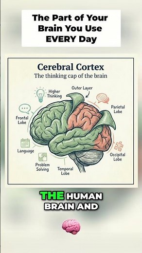 How Your Brain Thinks, Speaks & Solves (Cerebral Cortex Breakdown) 🧠 #psych101 #brain