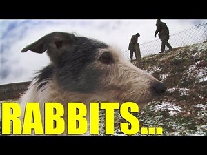 Fieldsports Britain - Rabbiting with ferrets and lurchers, foxshooting and gundogs, episode 170