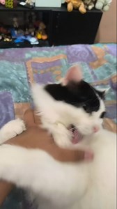 604K views · 112K reactions | No sé arrepiente de dejarme sin cenar  #pet #catlovers #mascotas #mascota #mascotasfelices❤️ #mascotasfelices #gatoslindos #gatitos #gatitos #petlovers #pets #catlover #miau #meme #batman | pepe_el_gordillo | Facebook