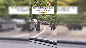 Viral video: Bear gives high-five to driver- WATCH