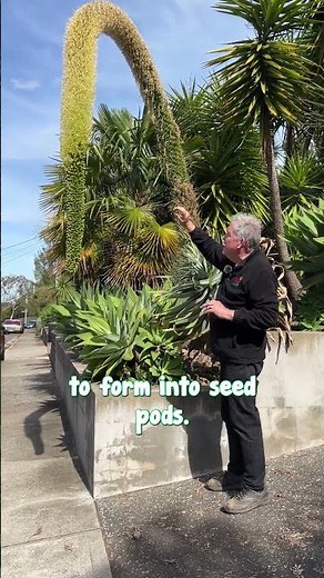 Have you ever seen an Agave bloom? Share your thoughts below!