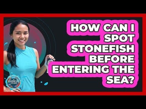 How Can I Spot Stonefish Before Entering The Sea?
