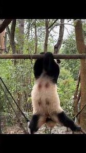 hilarious panda compilation😂🤣🐼 #shorts #animals #panda