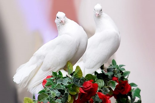 9 Spiritual Meaning of a Pair of Doves: 2 Turtle Doves Meaning