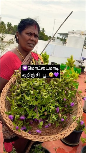 💜Malare Kurinji malare!🤣Herbal hair growth oil 9629662574 whatsapp#nature#healthylifestyle#shorts