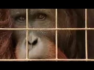 Adult Male Orangutan Finally Escapes His Cage | Endangered Animals | BBC Studios