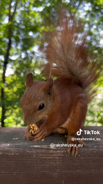 Kangaroo the squirrel is back! Watch her skillfully crack a walnut and enjoy her treat in the summer sun. #kangaroosquirrel #wildlifelove #squirreltok