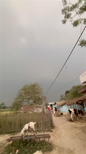 The entire crop was blown away in the storm 😞/#shortvideo #shorts #short