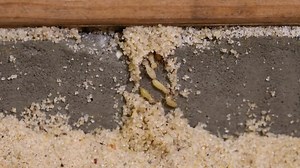 3.1K reactions · 452 shares | النمل الأبيض واهمية الكشف المبكر 樂 وما...