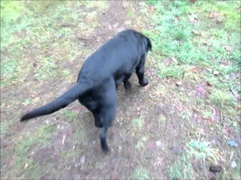 Video Your Dog's Normal Gait for Help in Injury Detection