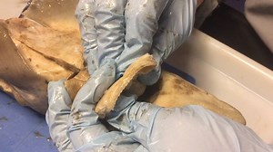 Our final Shark Week Dissection video focuses on the teeth and eyes of the spiny dogfish. | Discovery Place Science