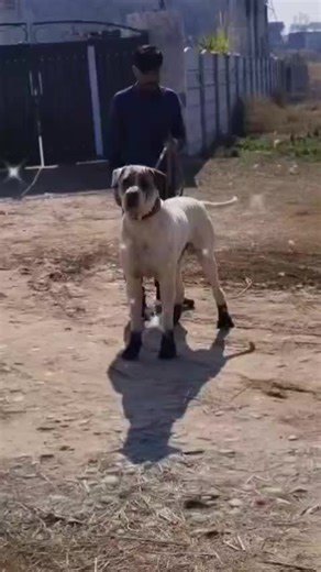 #crew07 #growmyaccount #viralvideo #bullydogs #foryou #Foryoupage #100kview