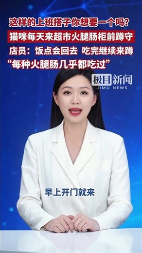 Do you want one like this for work? The cat comes to the supermarket every day to squat in front ...