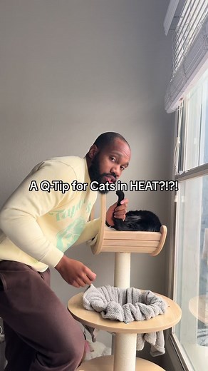 How to Help a Female Cat in Heat without a Q-Tip