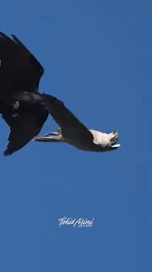 Midair Flip Incoming 🦅⚡ Peregrine falcon flips mid-flight to intercept the approaching raven. Pure speed, precision, and zero tolerance for airspace invaders. Nature’s fastest fighter jet in action. Video Captured by @ta2020photography #awpcwildhub #BirdsOfPrey #WildlifePhotography #BirdPhotography #PeregrineFalcon | AWPC WILD HUB