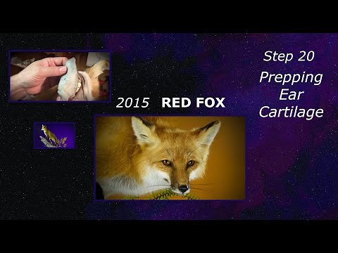 Step 20~ Red Fox ~ Prepping Ear Cartilage