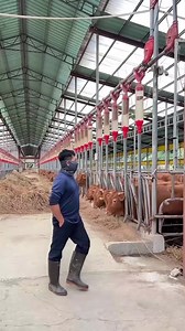 modern cow farm 😍😍😍 #cowfarm #modern #farming #fyp #tiktokgrowthchallenge
