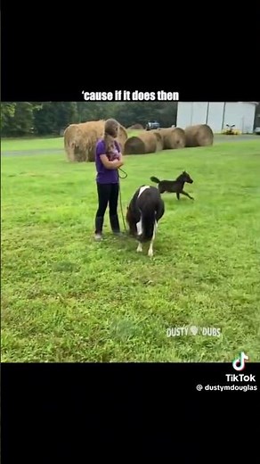 IM A HORSE! #funny #comedymusic #butifyoucloseyoureyes #funnymusic #funnysongs