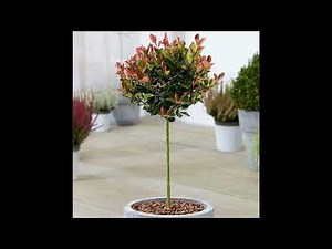 Photinia Little Red Robin indoor and outdoor plant