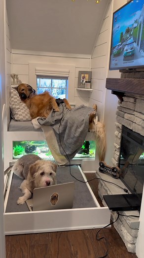 Connect Fast in the Famous Doghouse with Spectrum