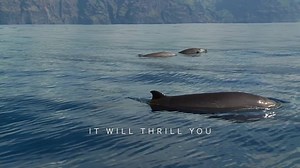 22K views · 500 reactions | Wild and free whales and dolphins in the Canary Islands | Canary Islands | Facebook