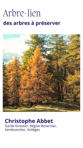 Le projet Arbre-lien permet de préserver certains vieux arbres de la coupe, au sein des forêts. À travers cinq capsules vidéo, explorez le projet pilote de la commune de Val de Bagnes (Suisse), dédié à la préservation de ces arbres et à la sensibilisation du public. Ces vidéos mettent en lumière l’engagement des élus, gardes forestiers et membres de la collectivité pour protéger les forêts de la vallée. Partagez vos impressions sur ce projet en commentaire, nous serions ravis de vous lire ! Pour