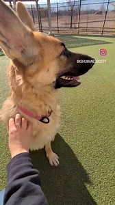 Update: ADOPTED ❤️ Stella is a sweetheart 💗 She's looking for a new home where she can get all the pets and love 🥰 #AdoptICT Stella: http://bitly.ws/ynA9 | Kansas Humane Society