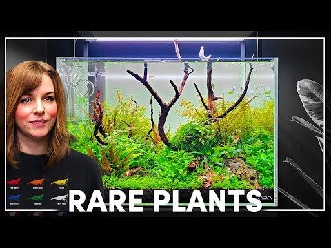 High-Tech CO₂ Aquascape Using Rare New Stems | ADA 45P Setup