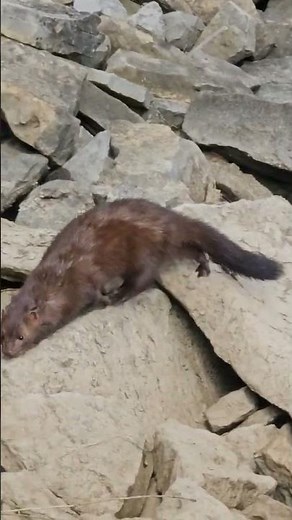 Mink in the wild. Very cute Animal #Animal #Mink #wildlife
