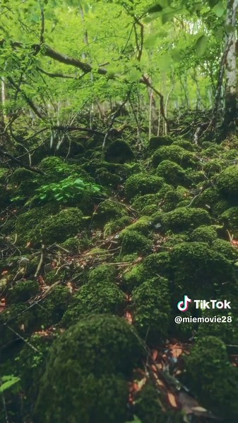 シネマティックな三重県の魅力