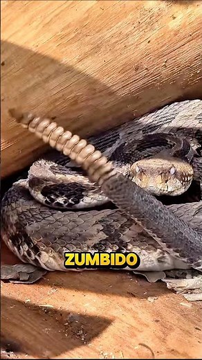 How does a rattlesnake make that sound?