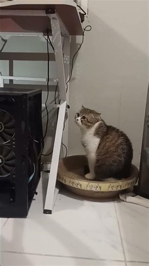 I'll stay here and fix the computer first. #cat