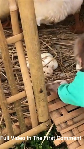 So funny! The duck attacked monkey Bon when he tried to steal its egg | Monkey history 2024